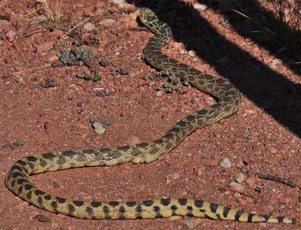 bullsnake